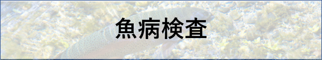 魚病検査