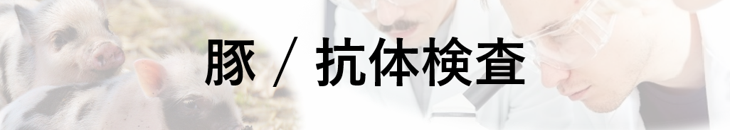豚/抗体検査