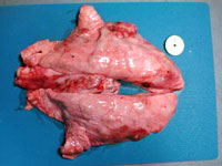 写真：豚胸膜性肺炎1