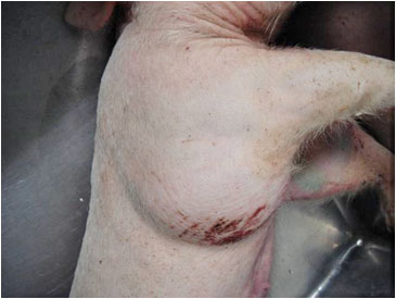 写真：豚レンサ球菌症2
