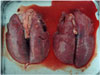 写真：豚胸膜性肺炎1