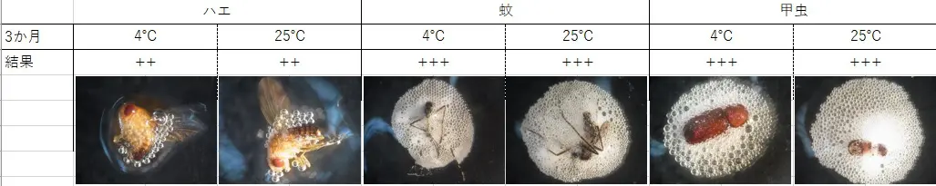 カタラーゼ3m.jpg