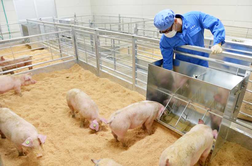 豚の飼育施設