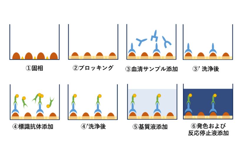 ELISAの手順