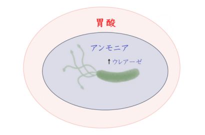 ピロリ菌が胃の中で生きられる仕組み