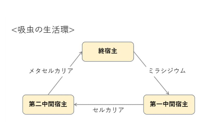 吸虫の生活環