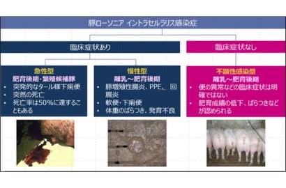 豚ローソニアイントラセルラリス感染症図1