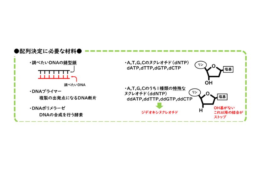 配列決定に必要な材料