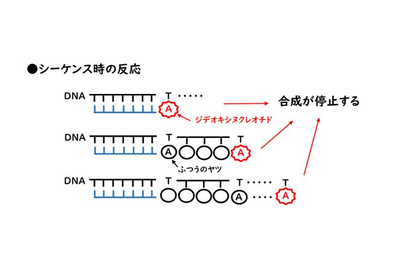 シーケンス時の反応