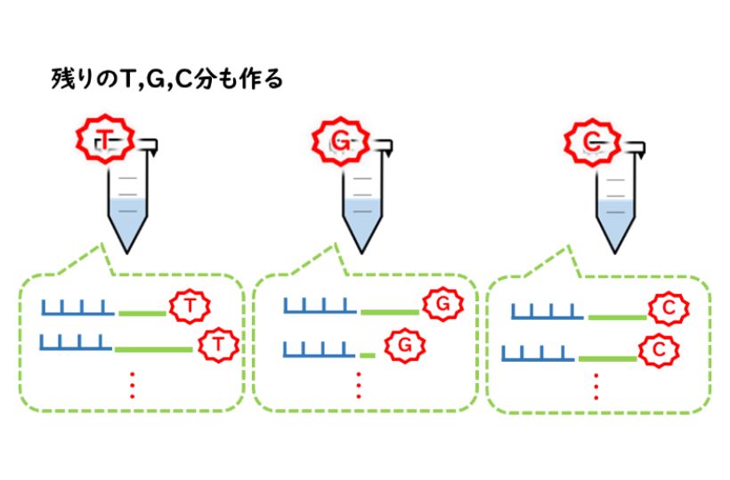 残りのT,G,C分も作る