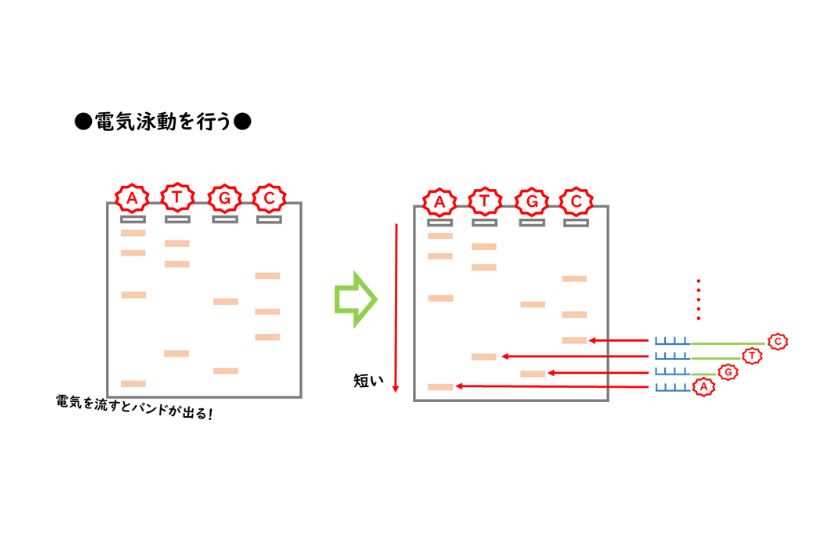 電気泳動を行う