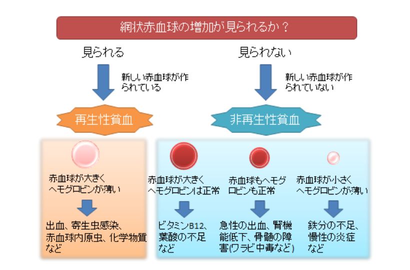 貧血の原因推測