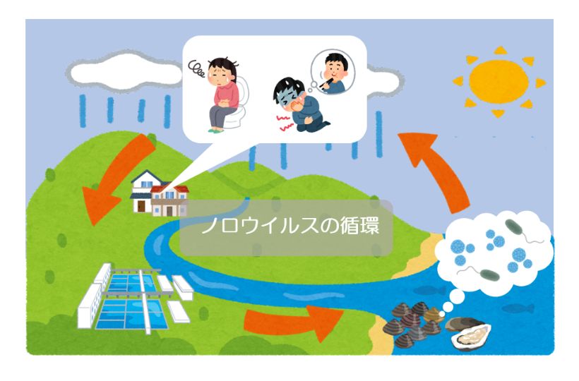 ノロウイルス循環