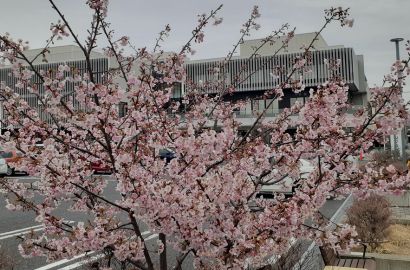 本庄駅近くで早咲きの桜