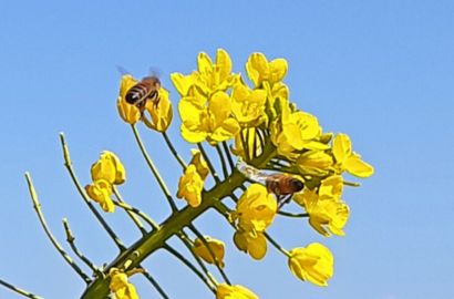 菜の花ミツバチ