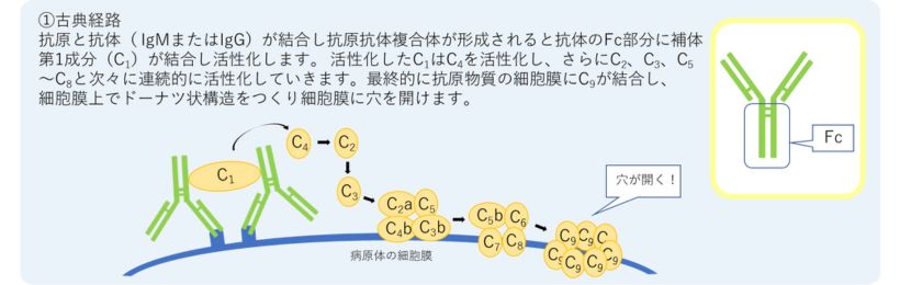 古典経路