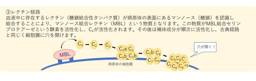 レクチン経路