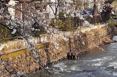 広瀬川から伸びる桜