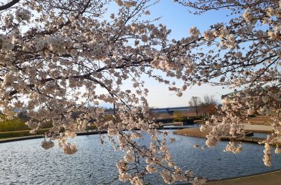 前橋公園の桜