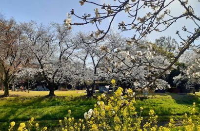 若泉運動公園の桜
