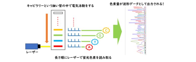 電気泳動と蛍光色素の検出