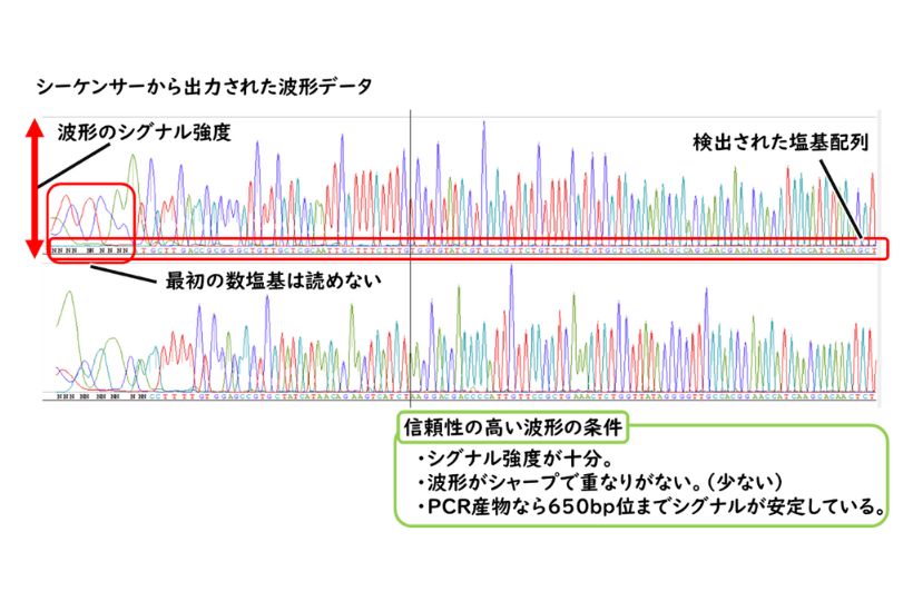 DNAシークエンサーの仕組み