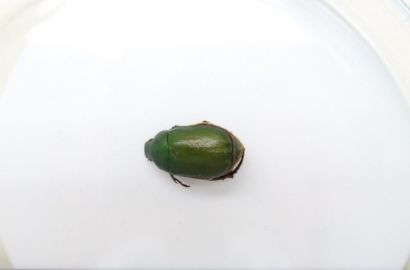 アオドウガネ①