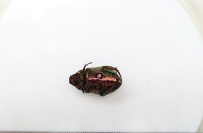 アオドウガネ②