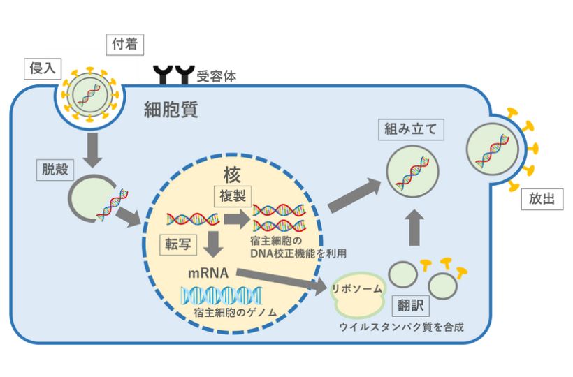 ウイルスの増殖