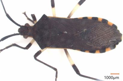 キバラヘリカメムシ①