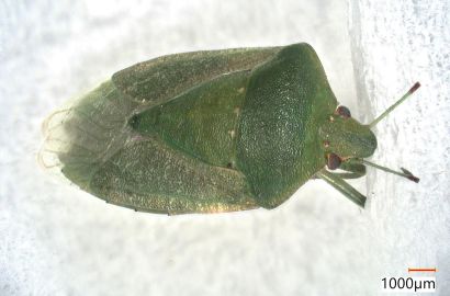 ミナミアオカメムシ①