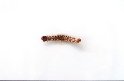 セスジアカムカデ②