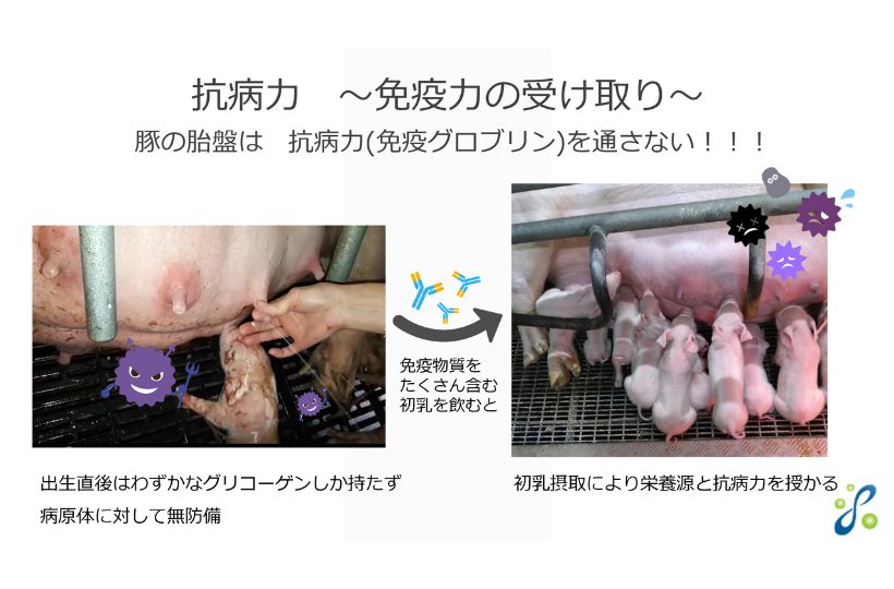 抗菌力