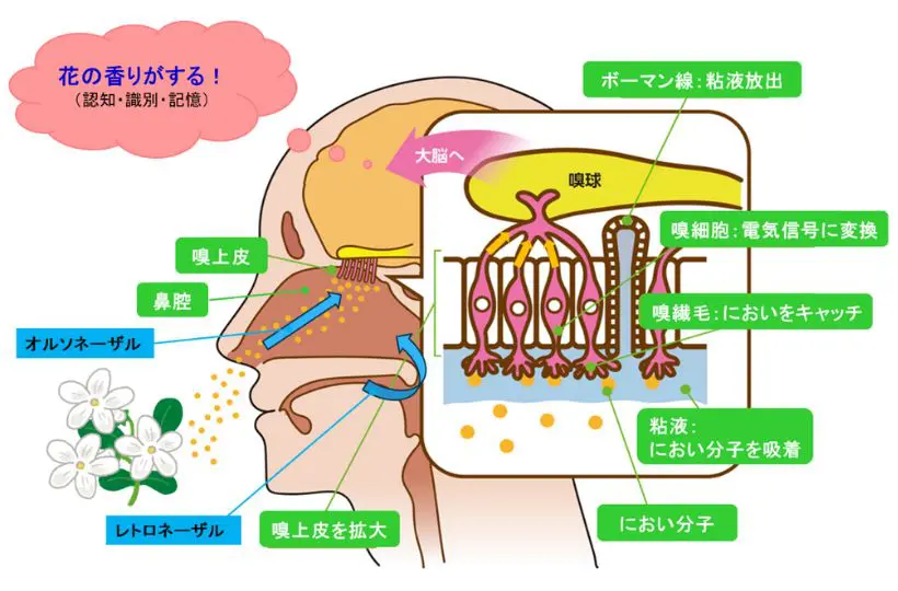 「においオブジェクト」を学ぶ: 神経生物学から行動科学が示すにおいの知覚／ドナルド・A. ウィルソン、リチャード・J. スティーブンソン Amazon.co.jp: 基礎から学ぶ 神経生物学 : 岡 良隆: 本
