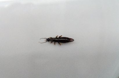 ヒゲジロハサミムシ①