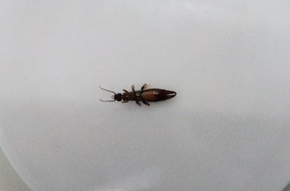 ヒゲジロハサミムシ②