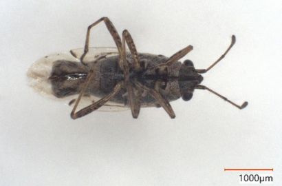 ヒメナガカメムシ②