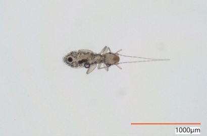 チャタテムシ①