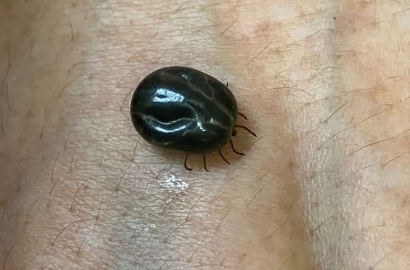 死んだマダニ
