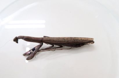 コカマキリ①