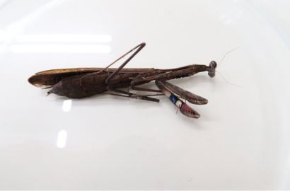 コカマキリ②