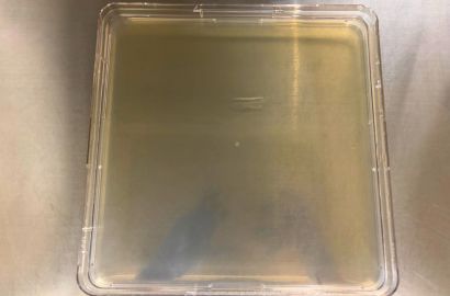 外勤男性1日着用培養スタート外側