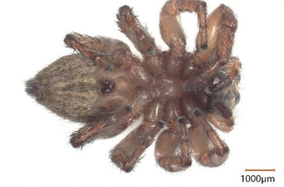 ミスジハエトリ①