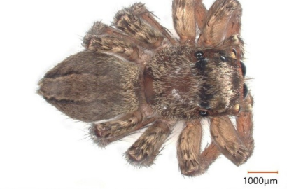 ミスジハエトリ②