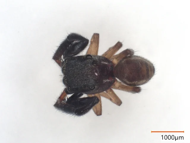 マツモトハエトリの背面