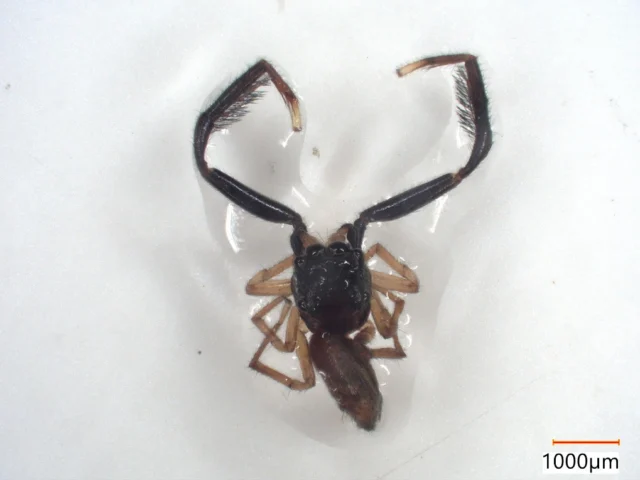 第一脚が長いマツモトハエトリ