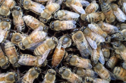中央の腹部の大きな蜂が女王蜂