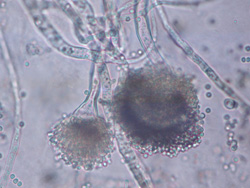 カビ毒の検査の画像