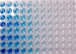 酵素標識抗体法(ELISA)画像