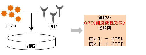 家畜の感染症の検査方法（血清学的検査）について | 食環境衛生研究所